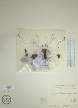 国产最新美女视频